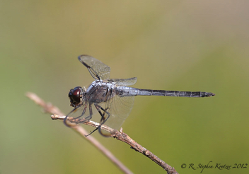 Libellula axilena, male